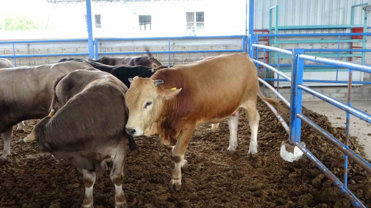 Malatya’nın 1 tonluk ‘Paşası’ rekor fiyata satıldı