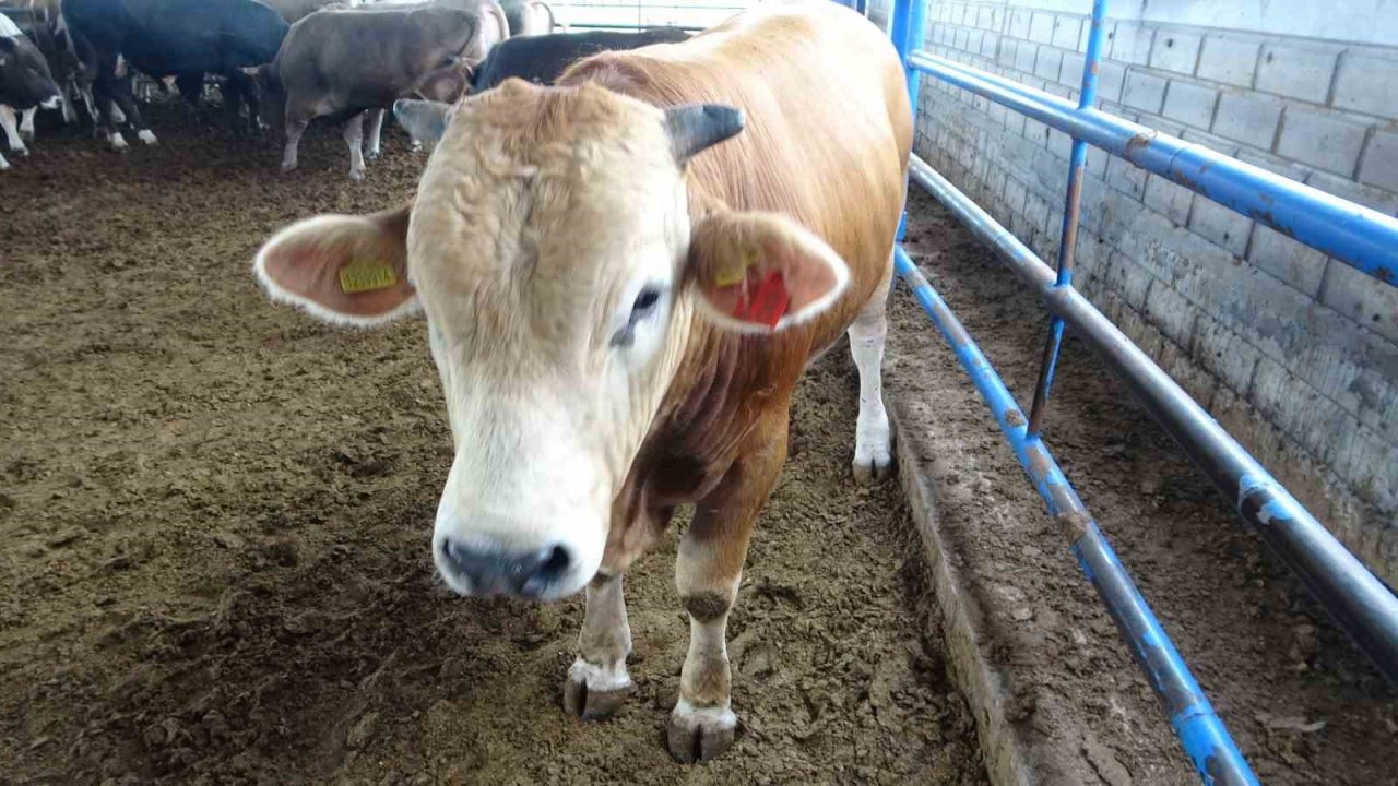 Malatya’nın 1 tonluk ‘Paşası’ rekor fiyata satıldı