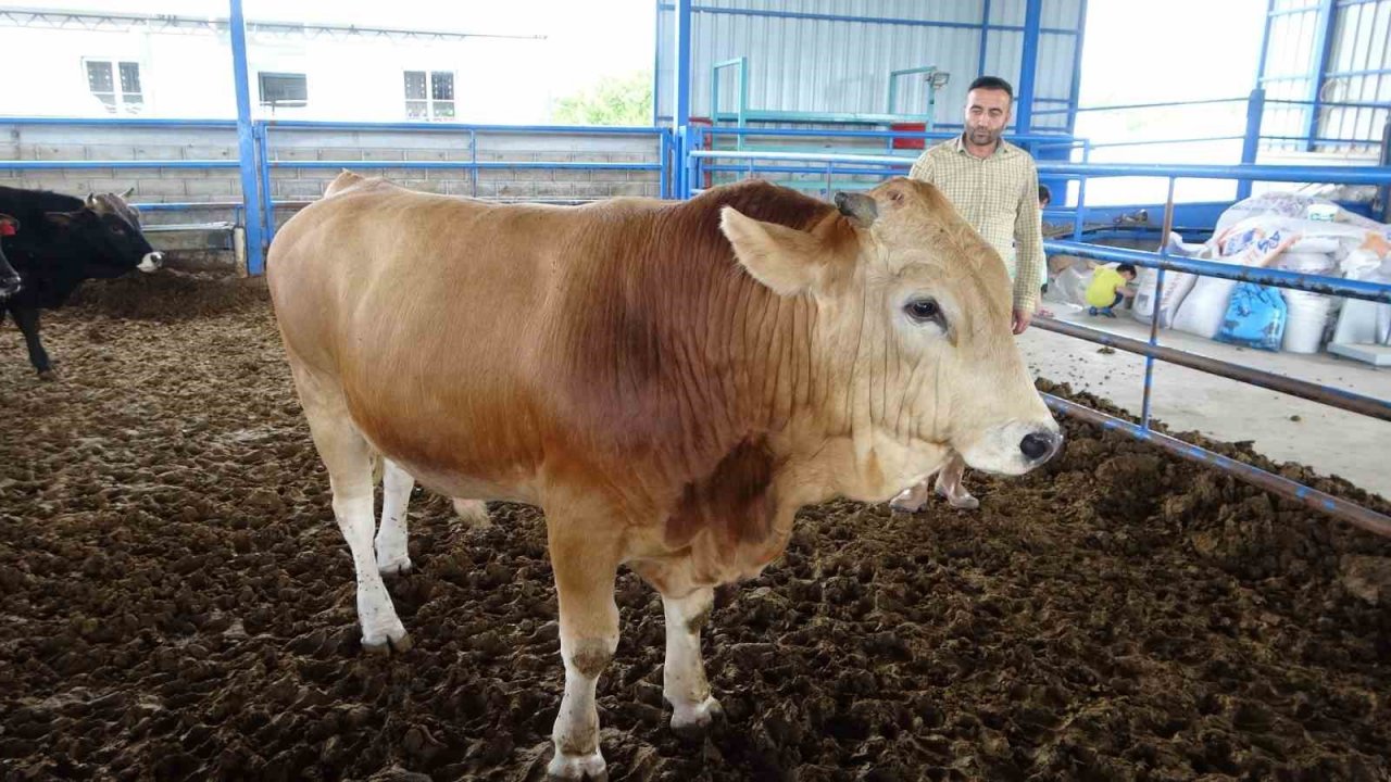 Malatya’nın 1 tonluk ‘Paşası’ rekor fiyata satıldı