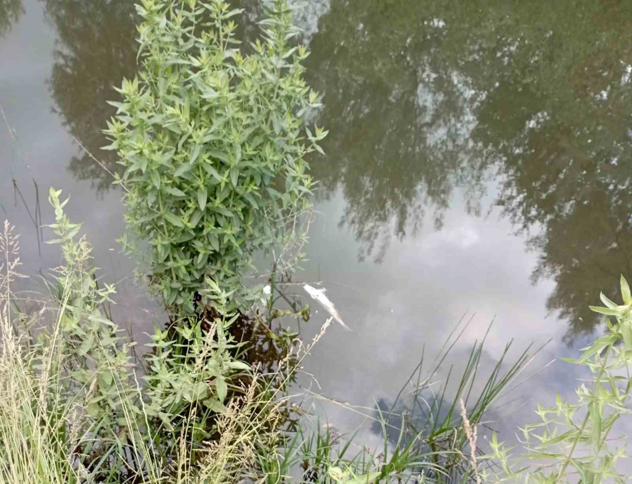 Malatya’da esrarengiz balık ölümleri