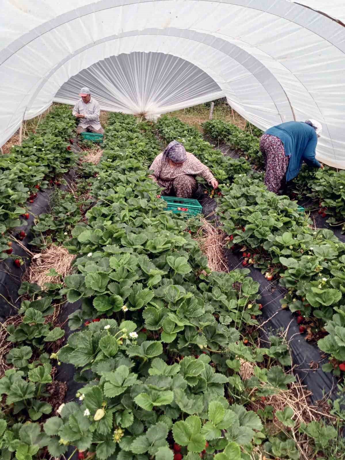 Muğla’nın çilekleri market raflarında