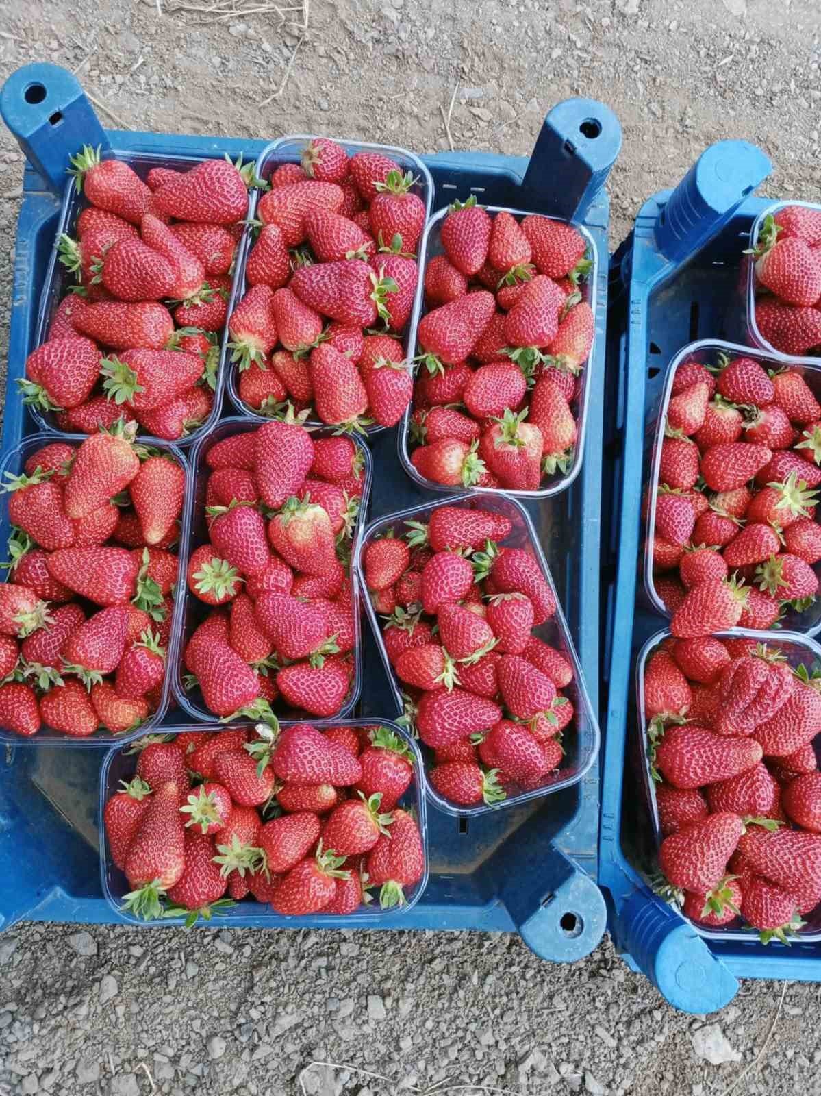 Muğla’nın çilekleri market raflarında