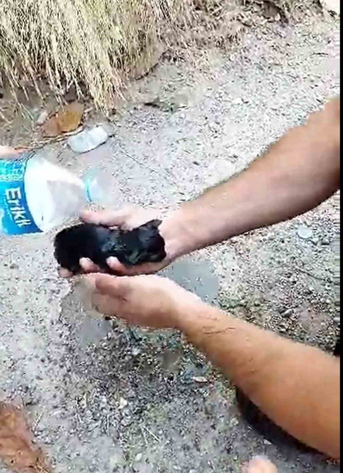 Yanan evden yavru kedi kurtarıldı