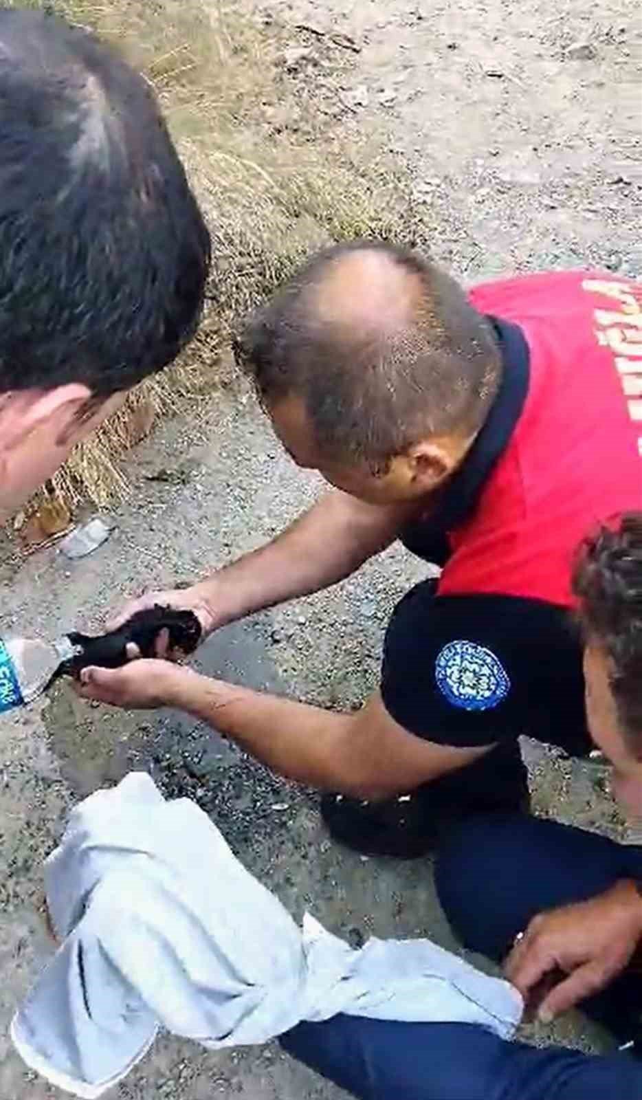 Yanan evden yavru kedi kurtarıldı