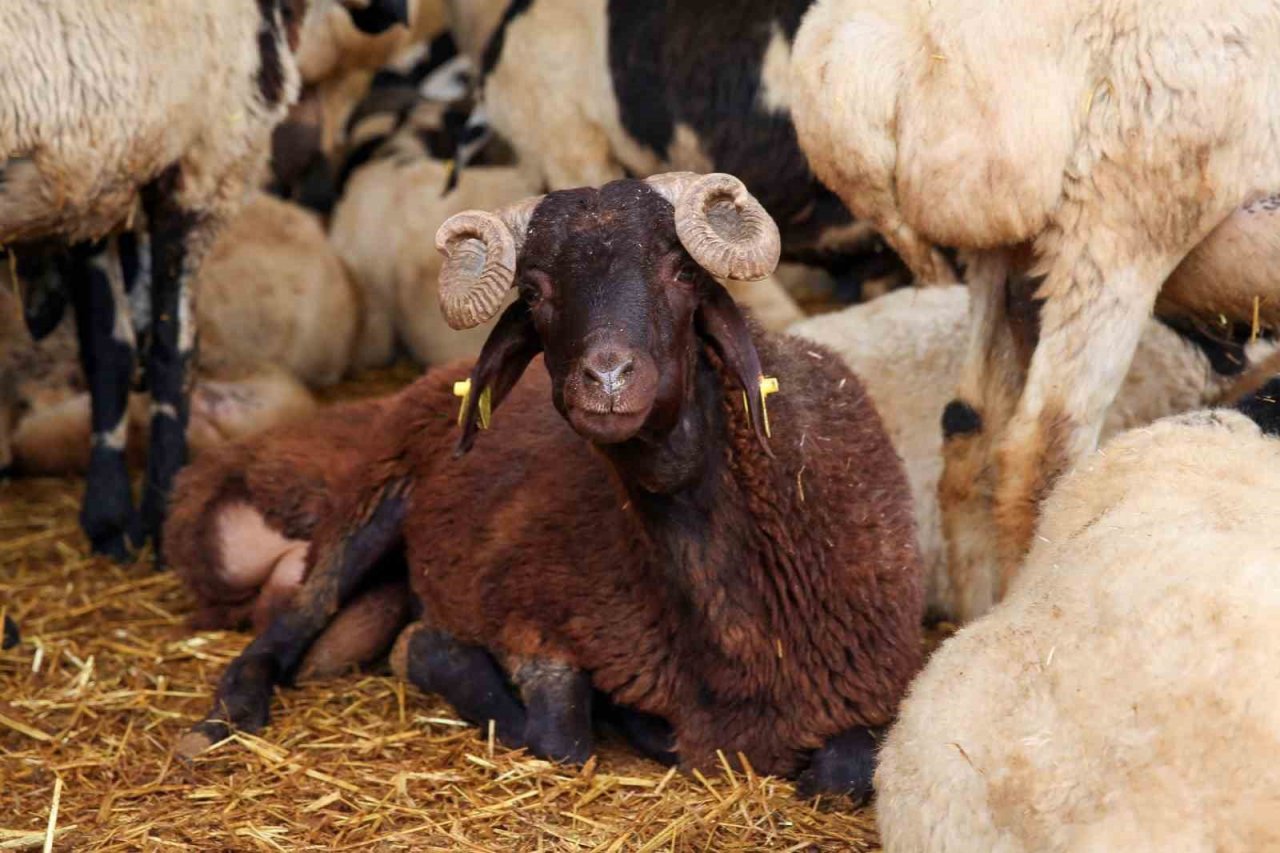Nilüfer’de kurban kesim alanları belirlendi