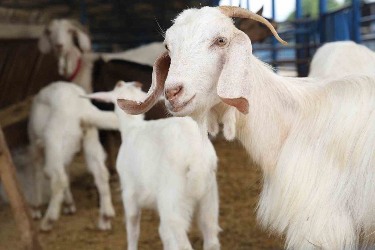 Nilüfer’de kurban kesim alanları belirlendi