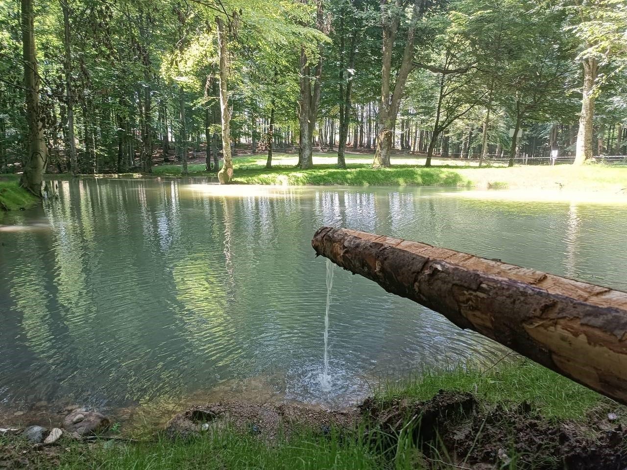 Güzlek Mesire Alanı Göleti’ne 500 koi balığı bırakıldı