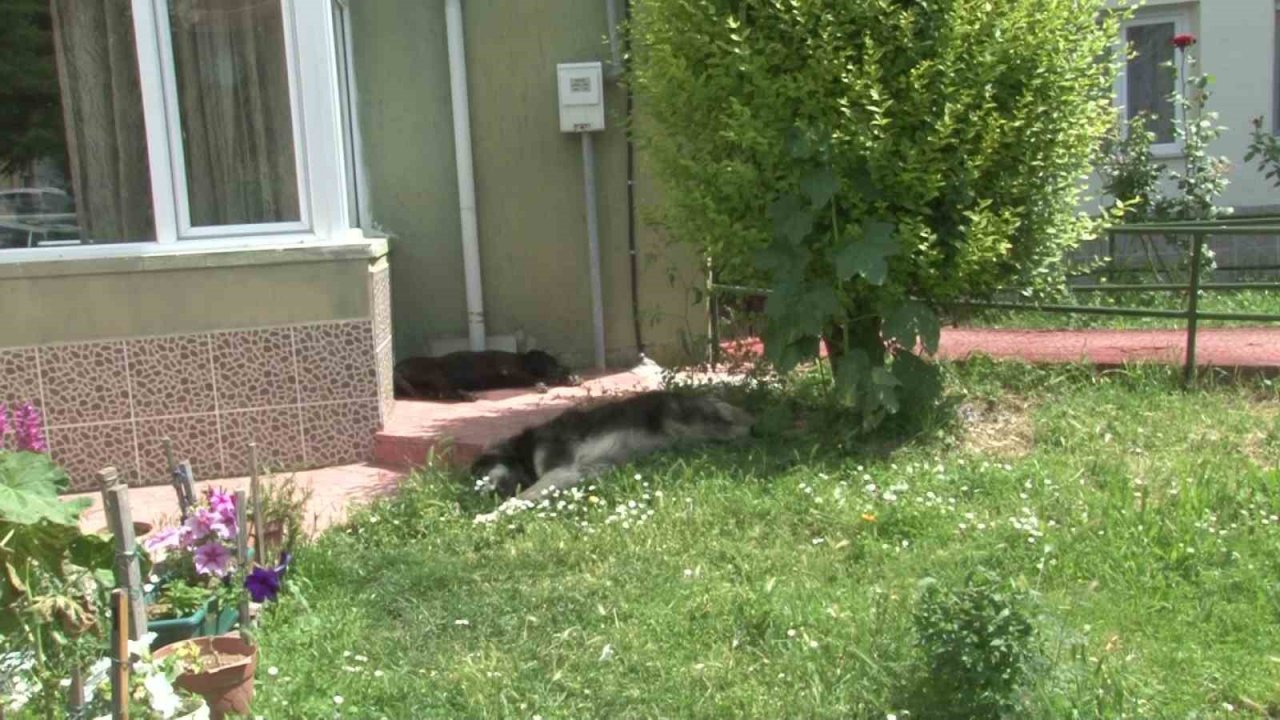 Başıboş sokak köpekleri site sakinlerini bezdirdi