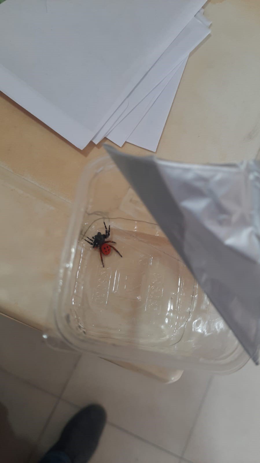 Aydın’da uğur böceği örümceği gündem oldu