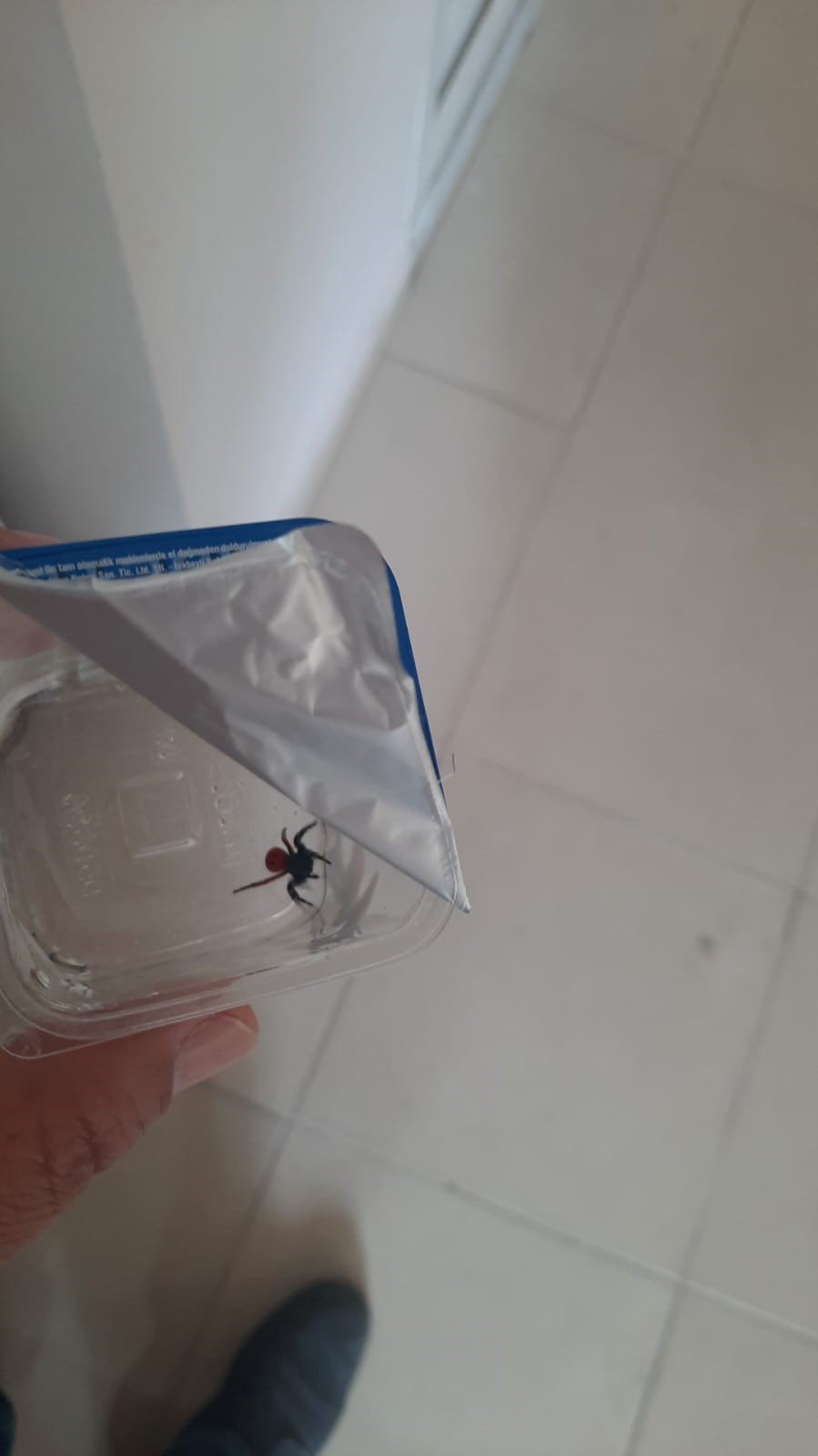 Aydın’da uğur böceği örümceği gündem oldu