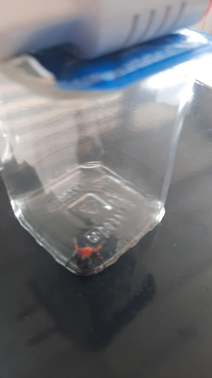 Aydın’da uğur böceği örümceği gündem oldu