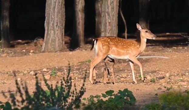 Bu yılın ilk alageyik yavruları görüntülendi