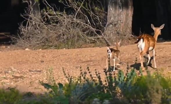 Bu yılın ilk alageyik yavruları görüntülendi