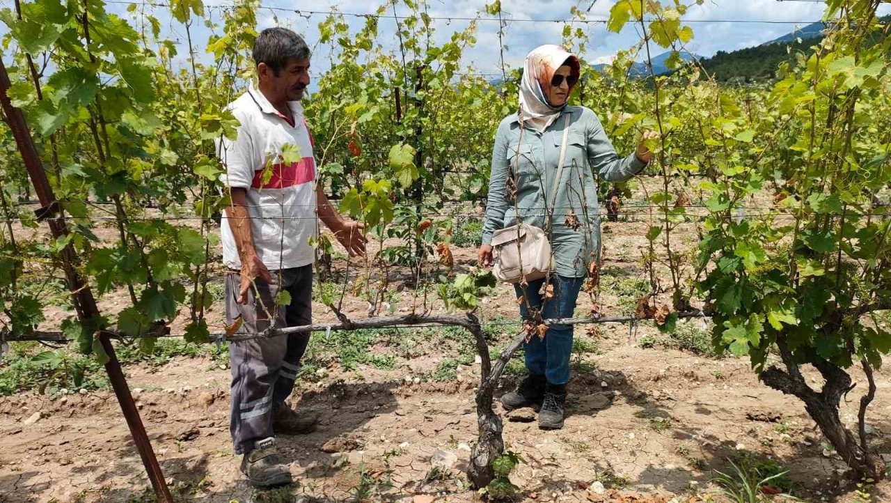 Akademisyenler bağ üreticileri ile buluştu