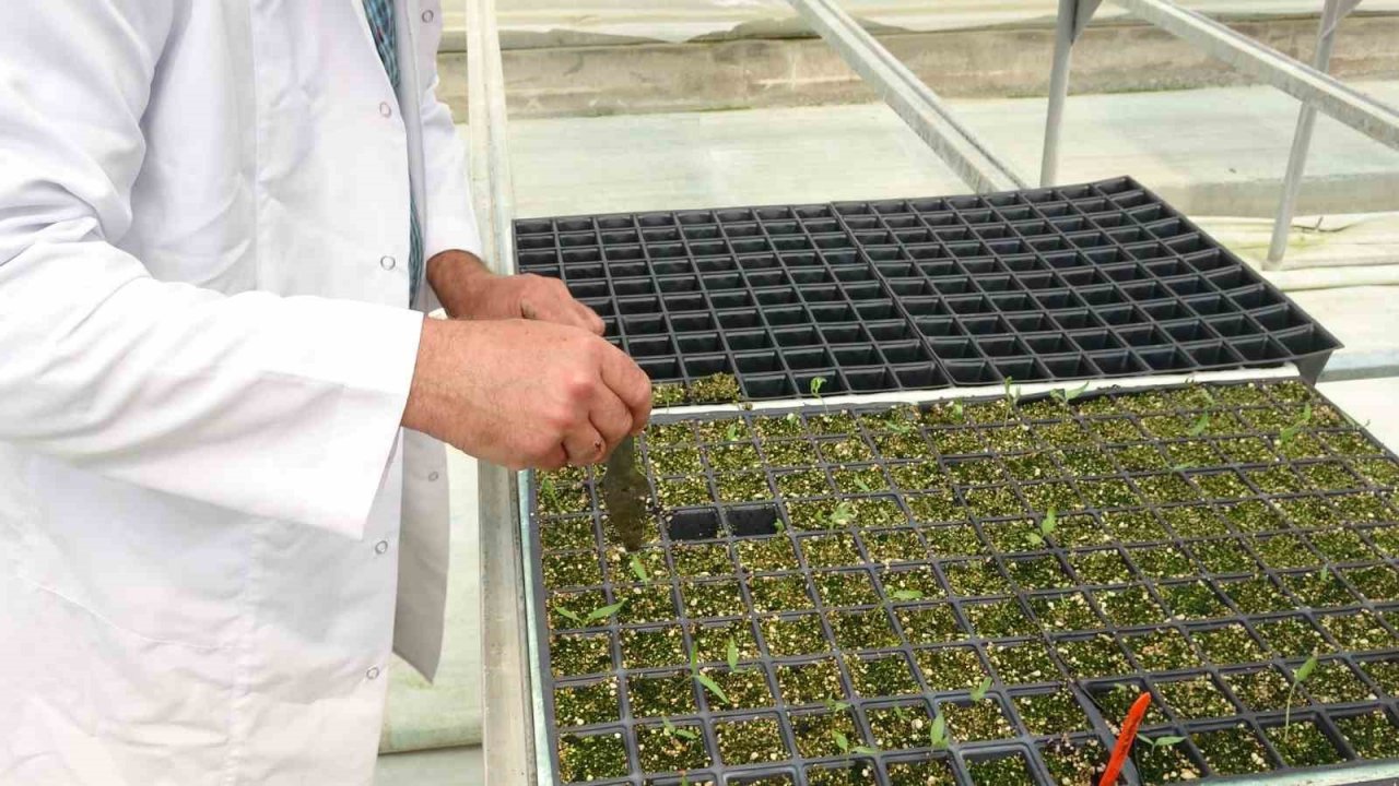 Topraksız tarım çalışmalarında sona yaklaşılıyor