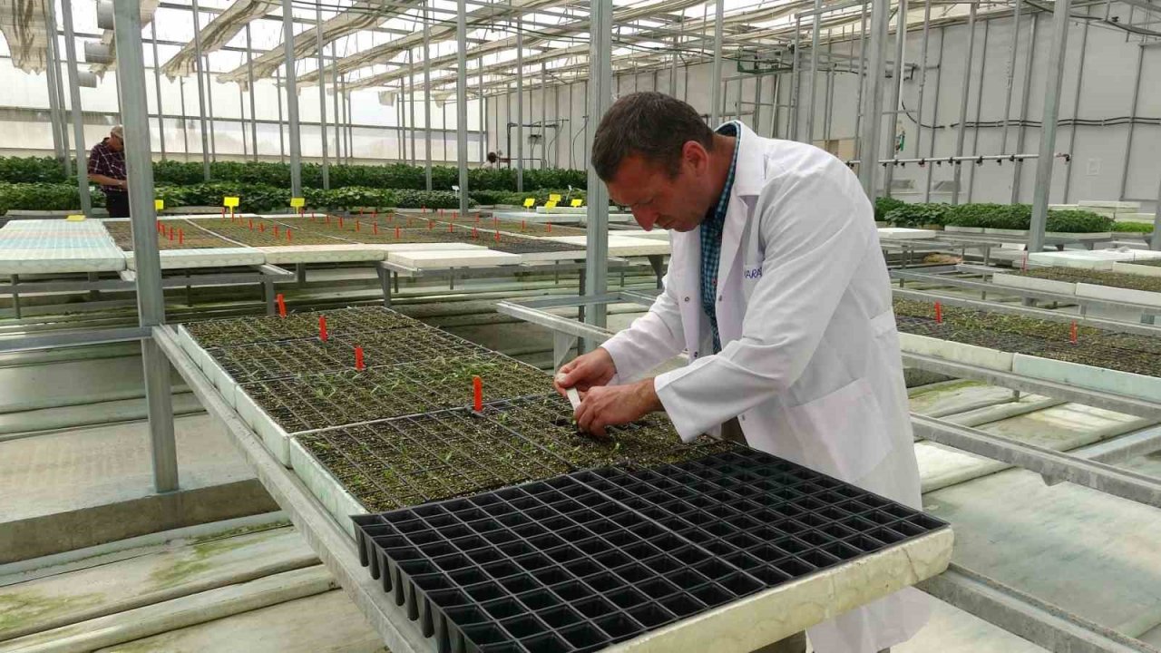 Topraksız tarım çalışmalarında sona yaklaşılıyor