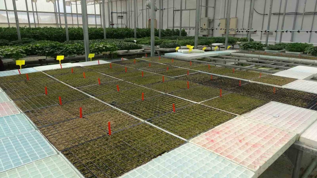 Topraksız tarım çalışmalarında sona yaklaşılıyor