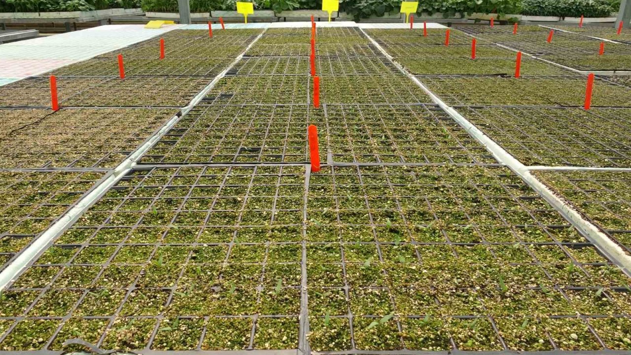 Topraksız tarım çalışmalarında sona yaklaşılıyor