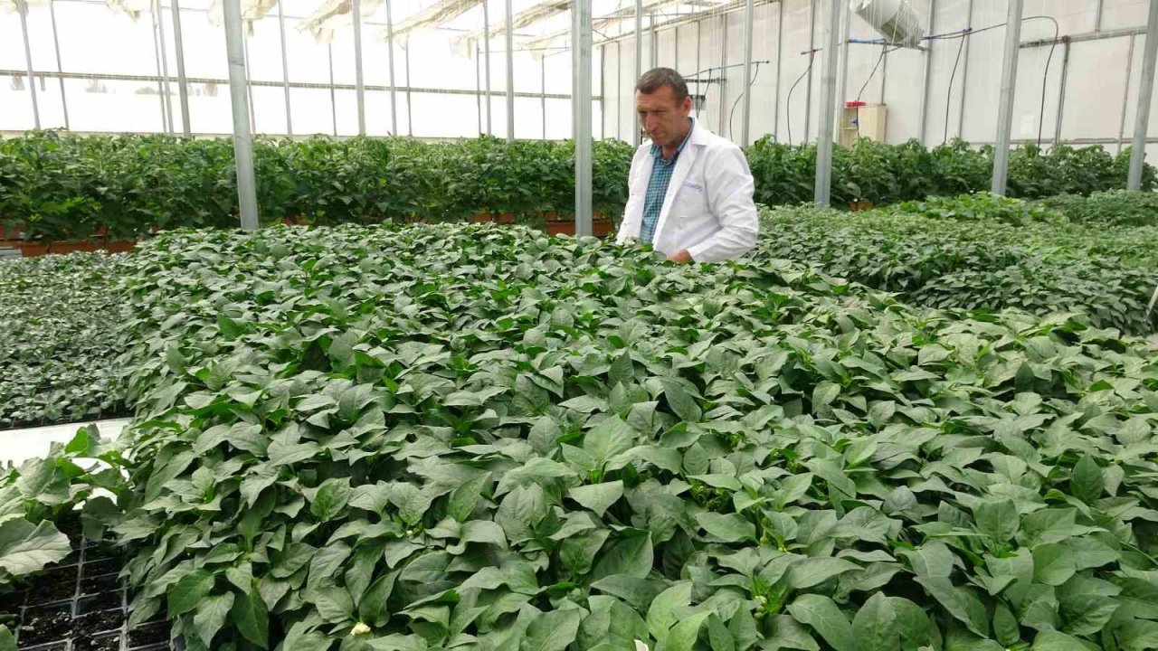 Topraksız tarım çalışmalarında sona yaklaşılıyor