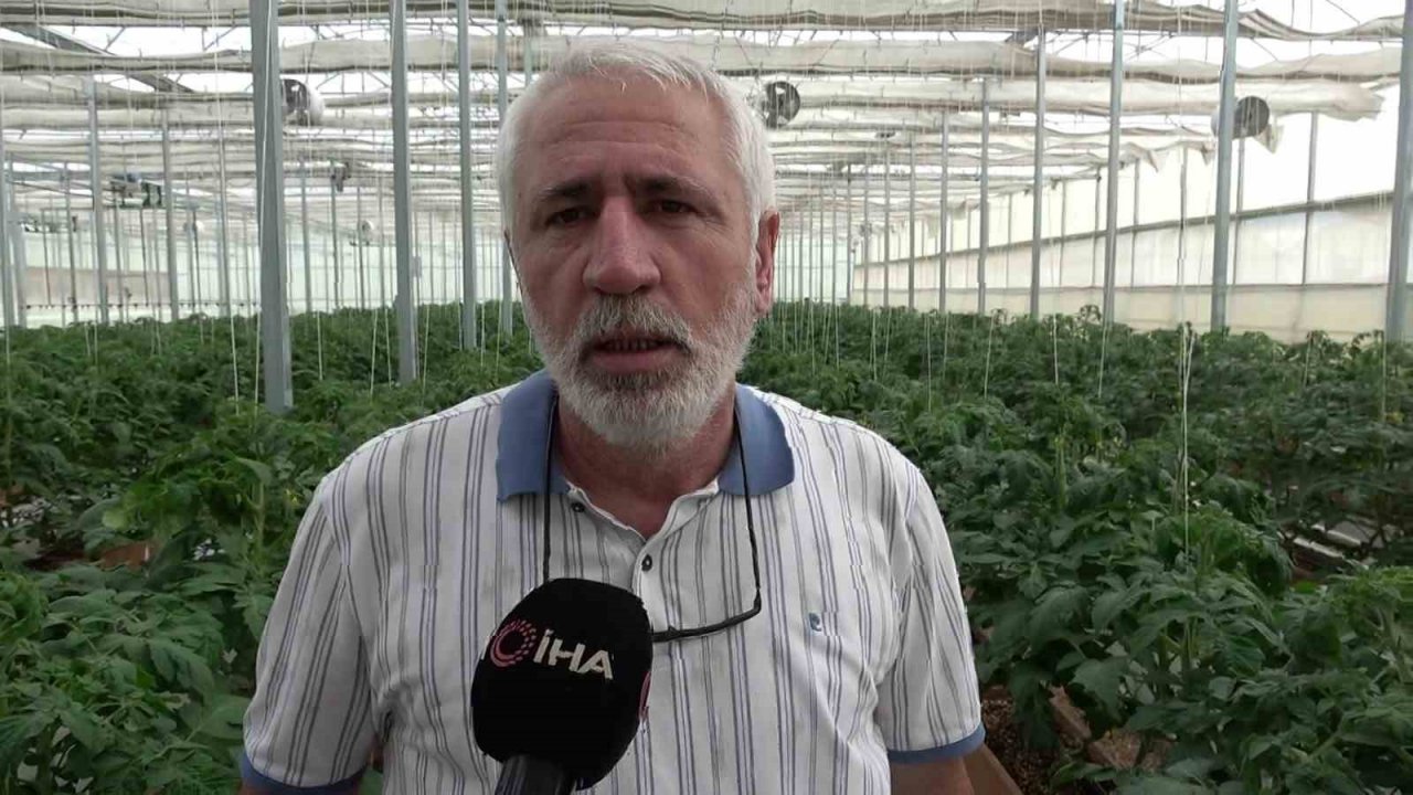 Topraksız tarım çalışmalarında sona yaklaşılıyor