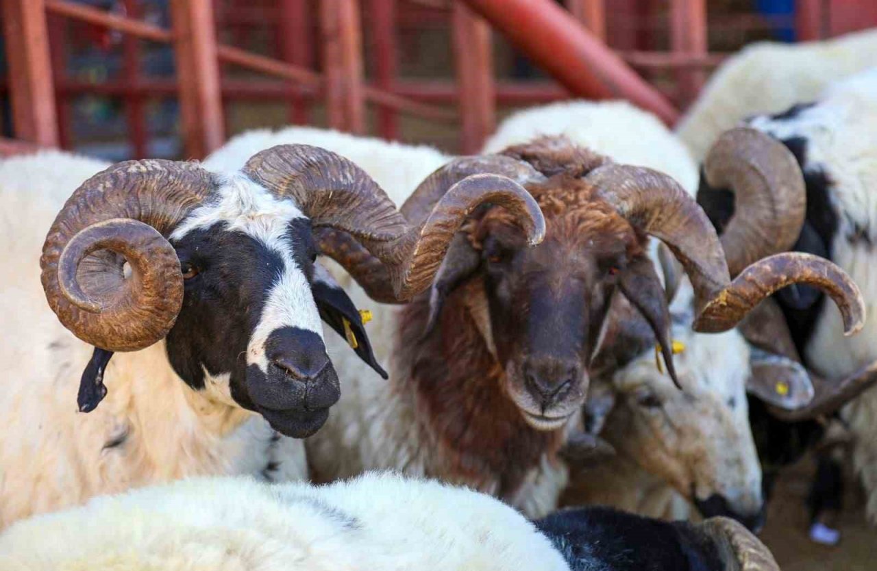 Van’da kurban satış ve kesim yerleri belirlendi