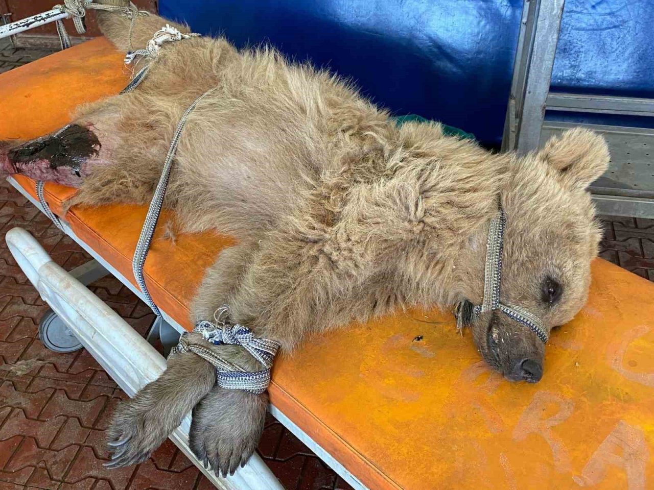 Van’da aracın çarptığı ayı tedaviye alındı