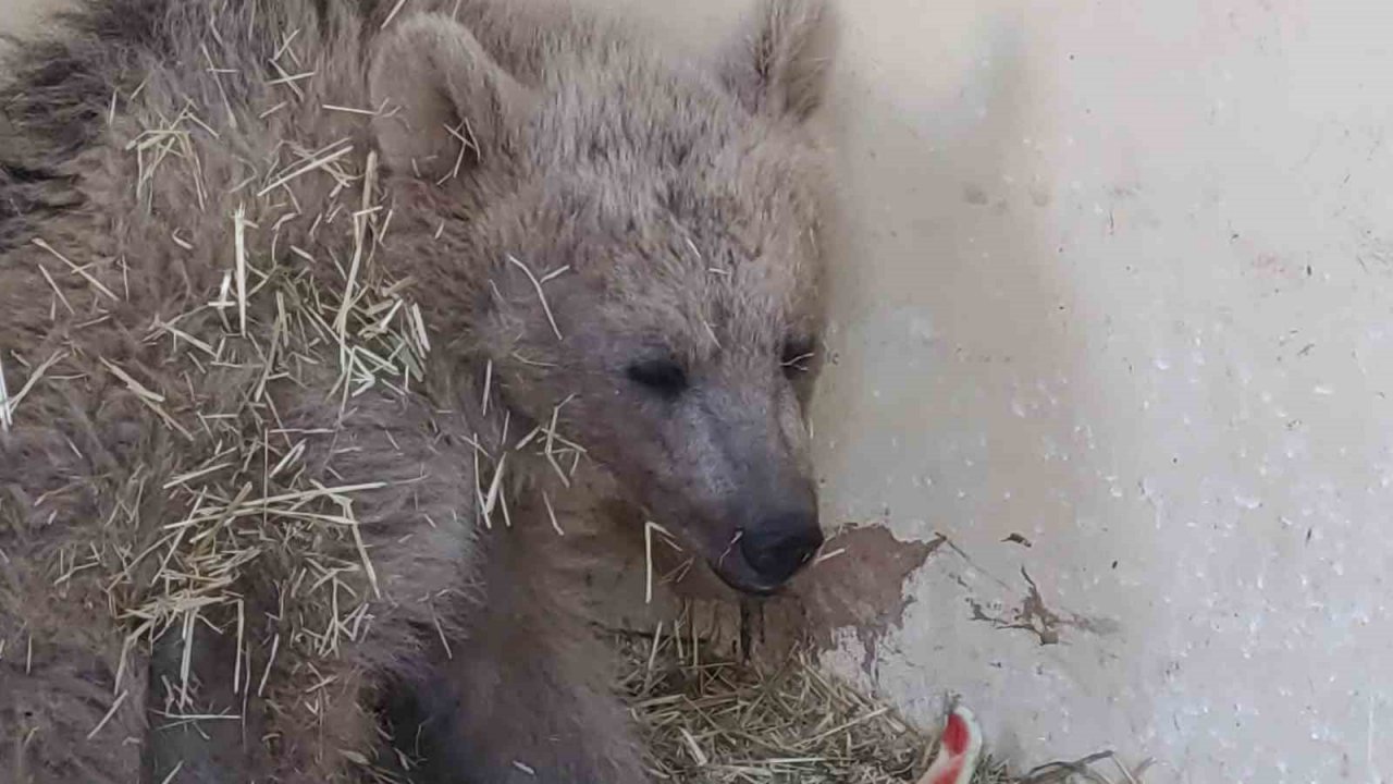 Van’da aracın çarptığı ayı tedaviye alındı
