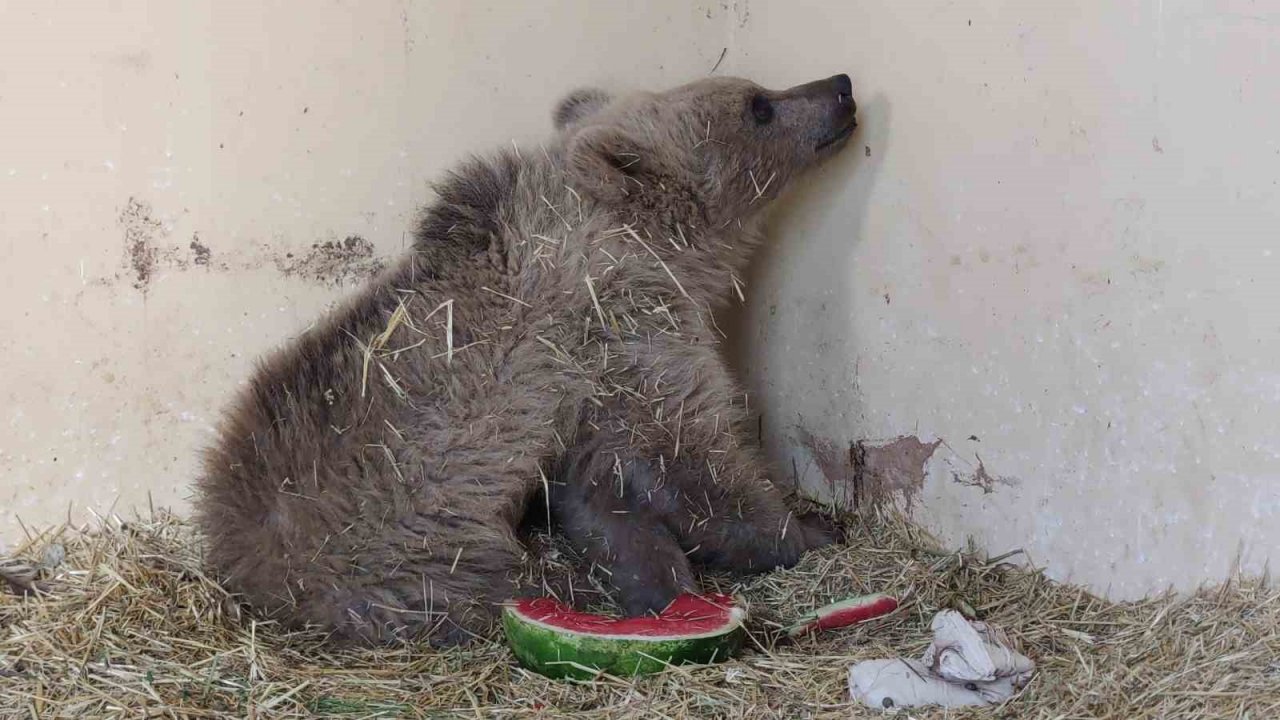 Van’da aracın çarptığı ayı tedaviye alındı