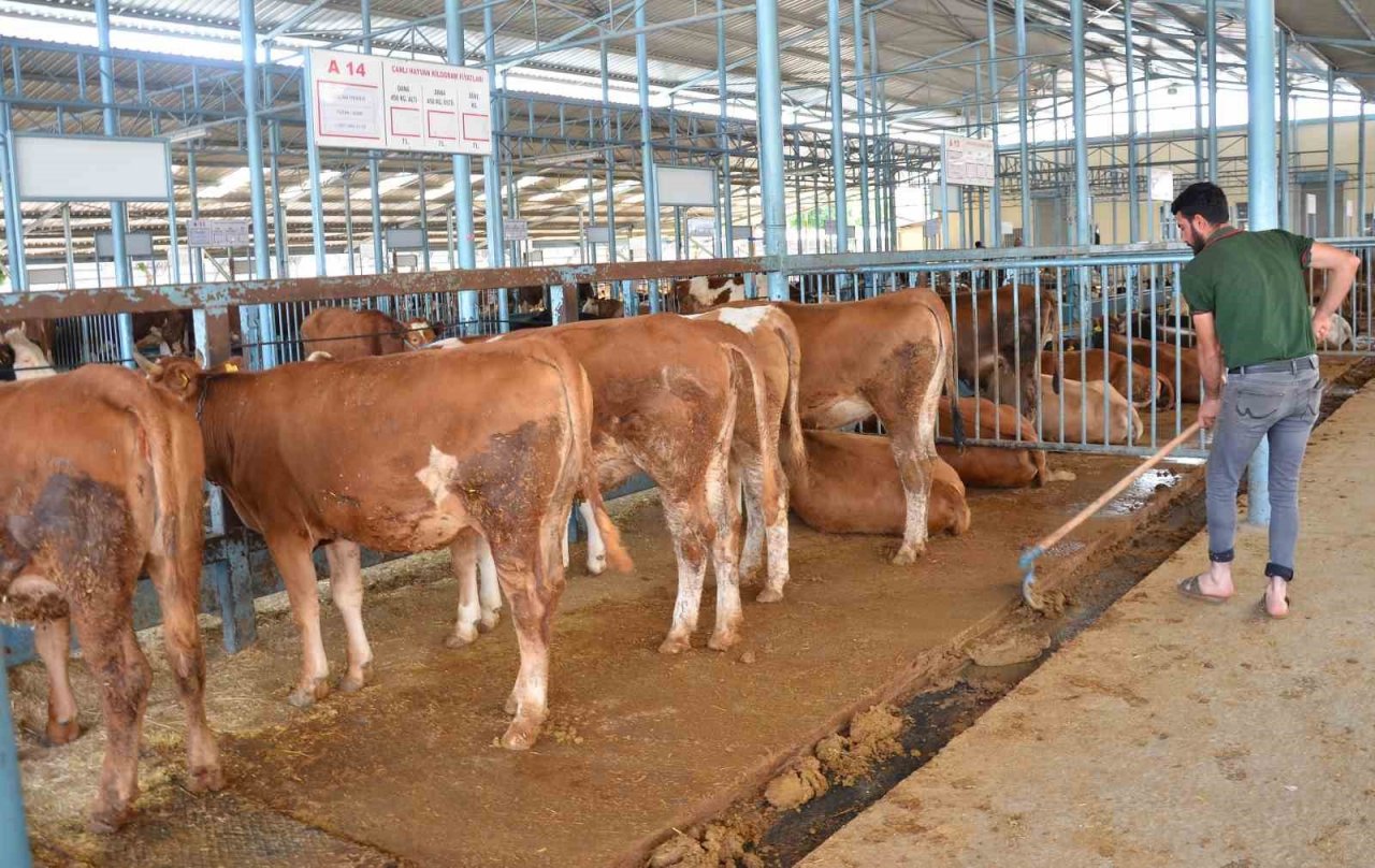 Kurbanlıklar cebe girdi