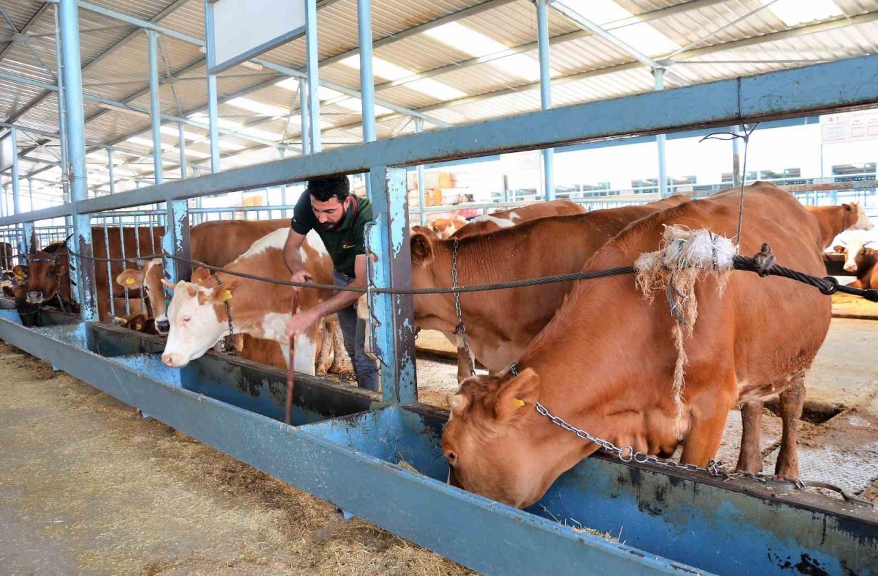 Kurbanlıklar cebe girdi