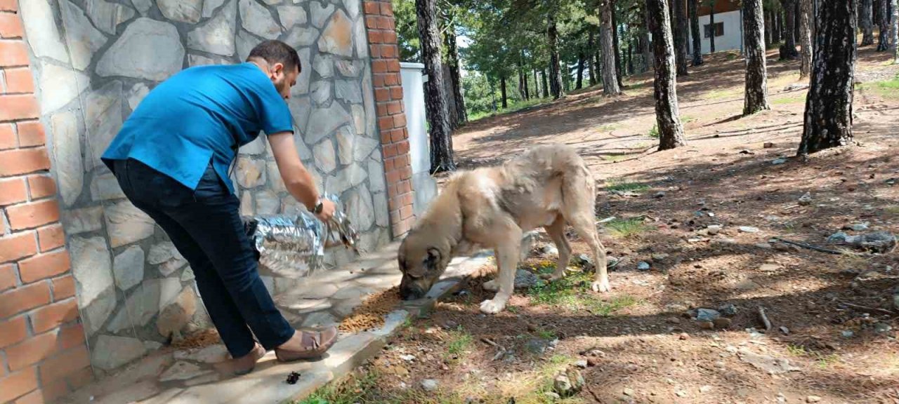 Yaylalardaki yaralı sokak hayvanlarına tedavi
