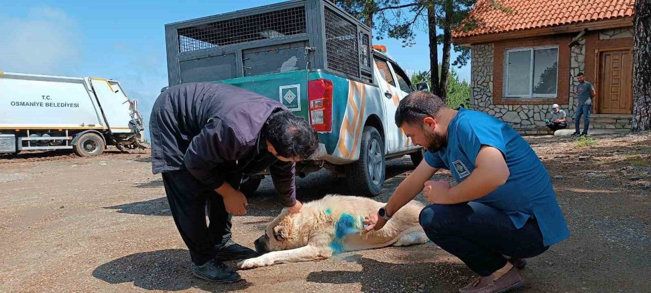 Yaylalardaki yaralı sokak hayvanlarına tedavi
