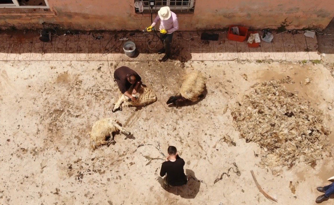 Muş’ta koyun kırkma mesaisi başladı