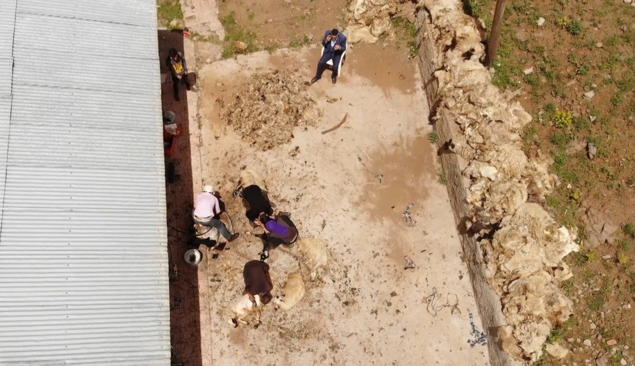 Muş’ta koyun kırkma mesaisi başladı