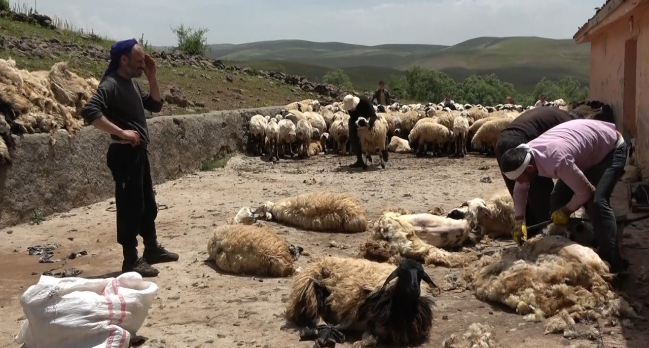 Muş’ta koyun kırkma mesaisi başladı