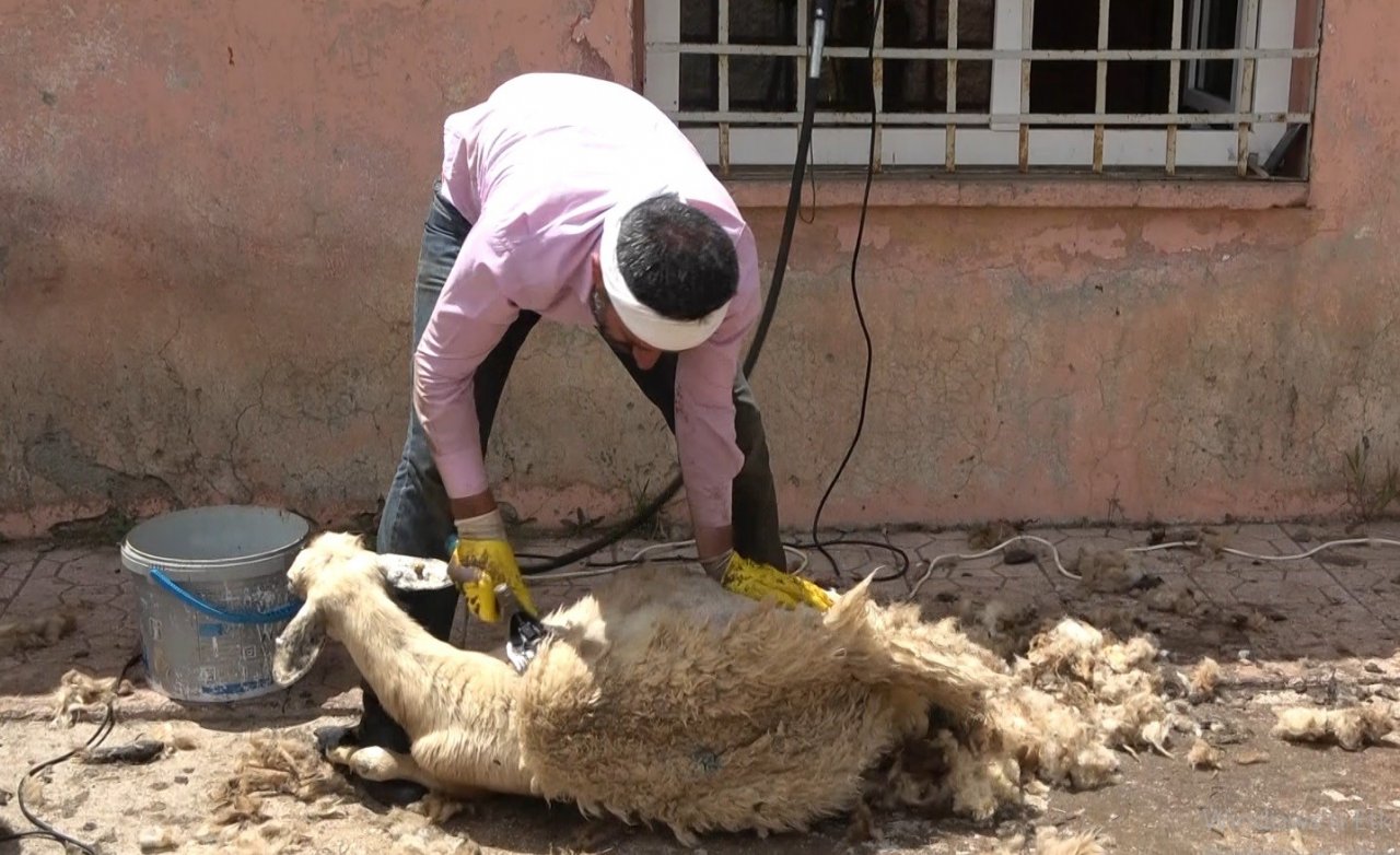 Muş’ta koyun kırkma mesaisi başladı
