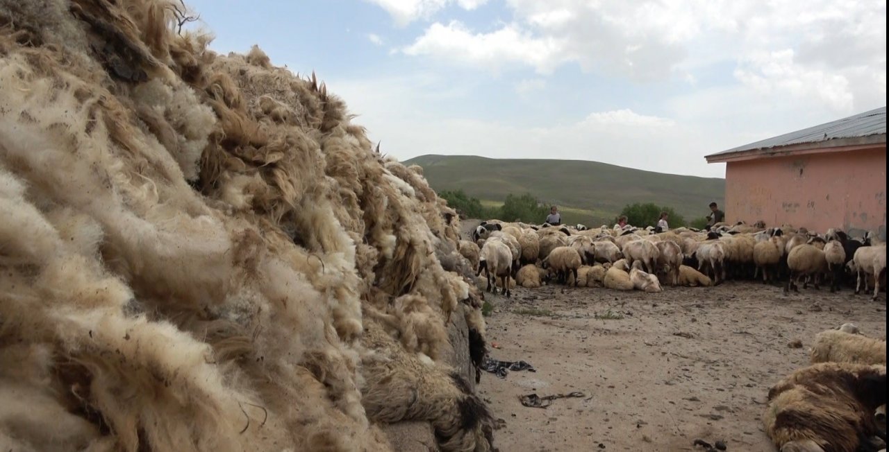 Muş’ta koyun kırkma mesaisi başladı