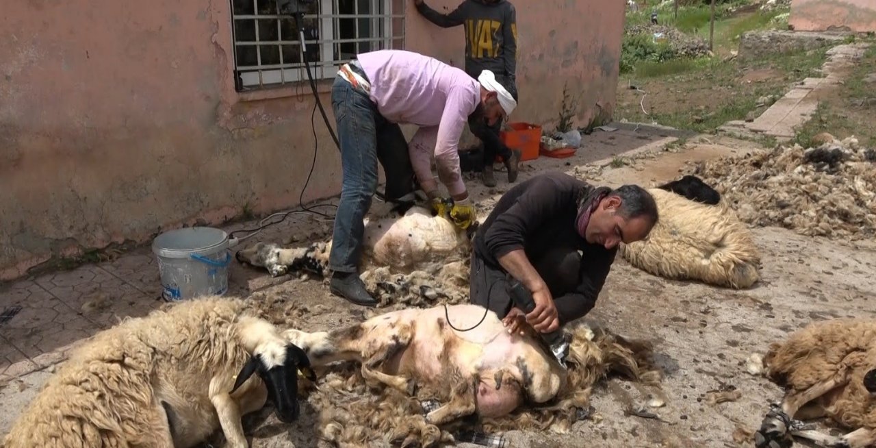 Muş’ta koyun kırkma mesaisi başladı