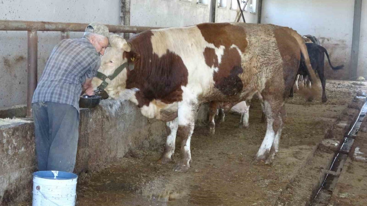 1 tonluk ’Şövalye’ isimli tosun alıcısını bekliyor