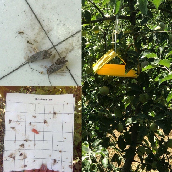 Zararlı sinek tuzakları asıldı