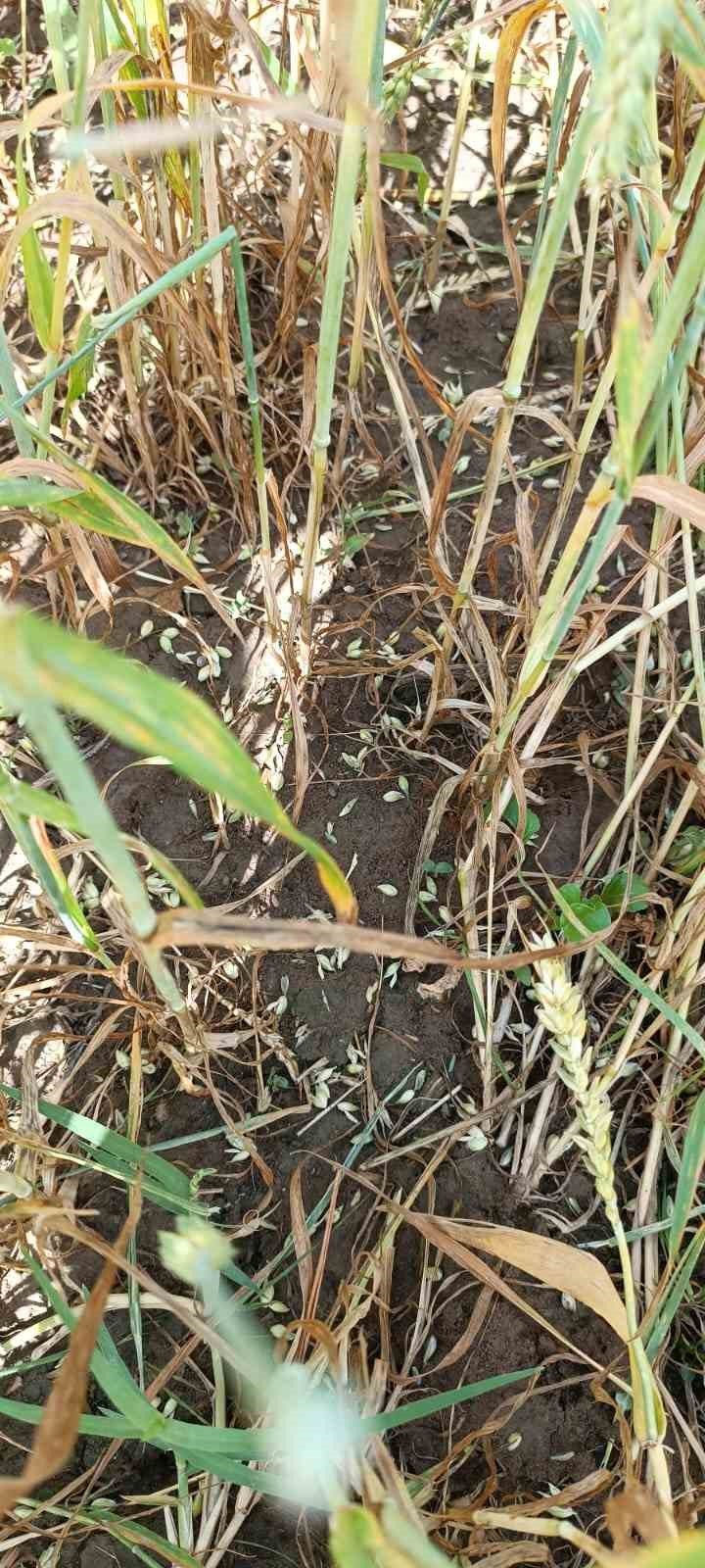 Erzincan’da 2 bin dönüm ekili araziyi dolu vurdu