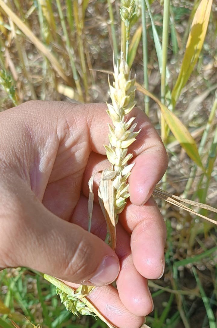 Erzincan’da 2 bin dönüm ekili araziyi dolu vurdu