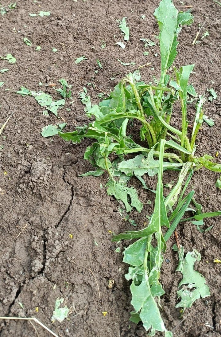 Erzincan’da 2 bin dönüm ekili araziyi dolu vurdu