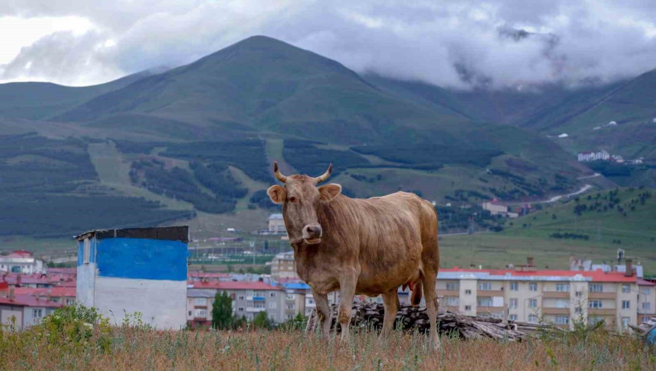 Erzurum’da Karadeniz’i aratmayan manzaralar