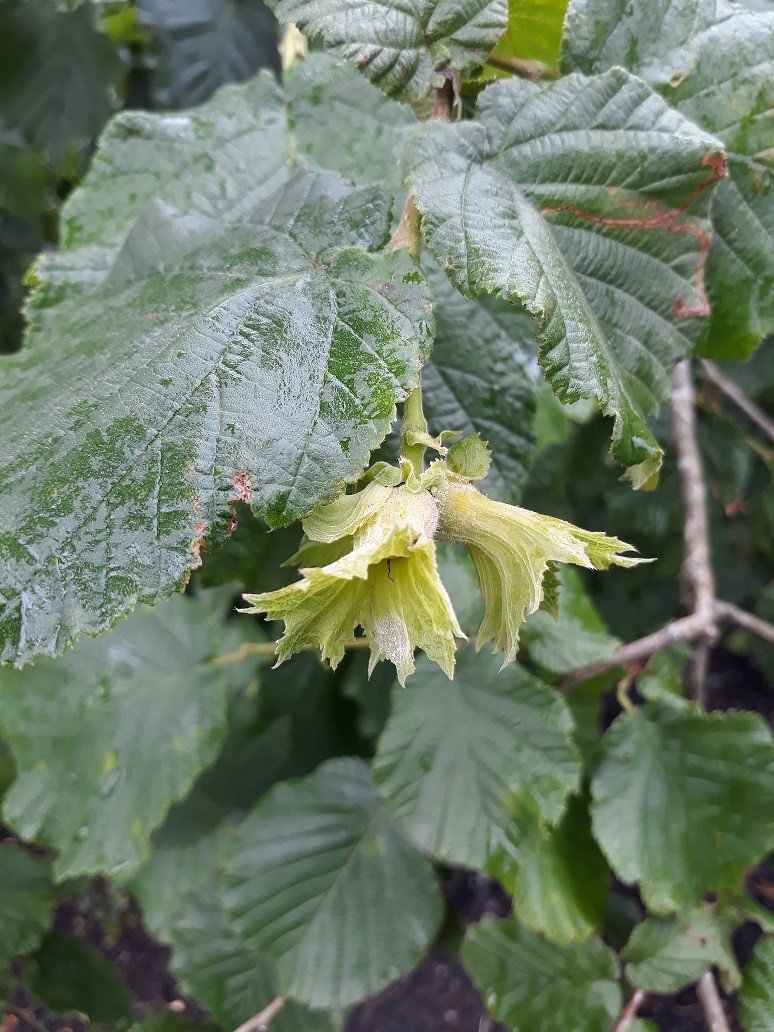 Fındık üreticilerine külleme hastalığı uyarısı