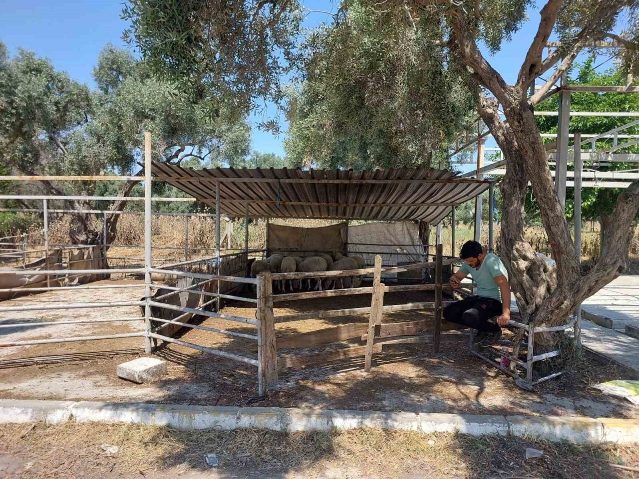 Söke Hayvan Pazarı’nda satıcılar müşterilerini bekliyor