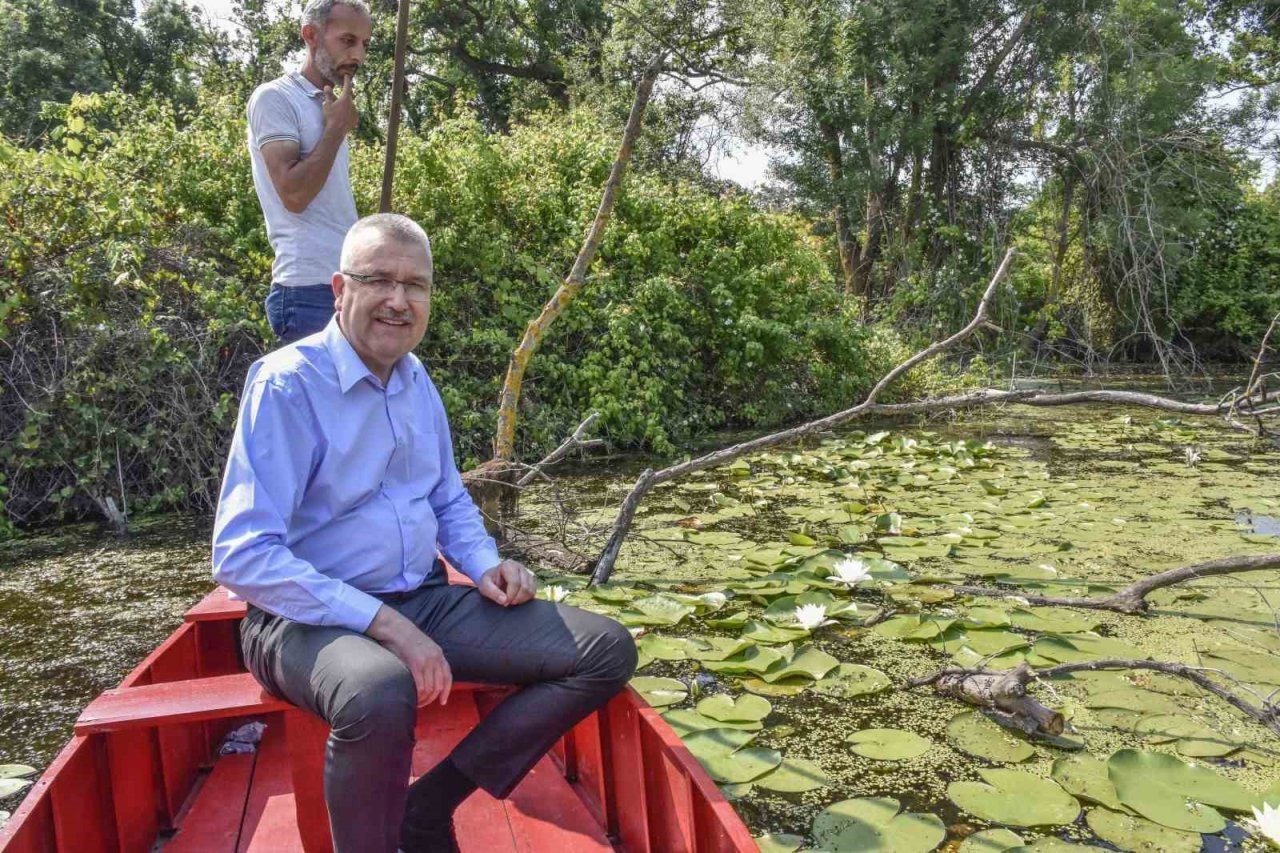 Karacabey Longozu’nda nilüfer çiçekleri açtı
