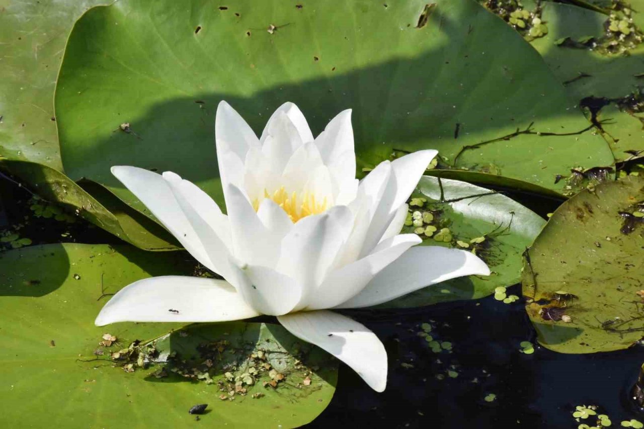 Karacabey Longozu’nda nilüfer çiçekleri açtı