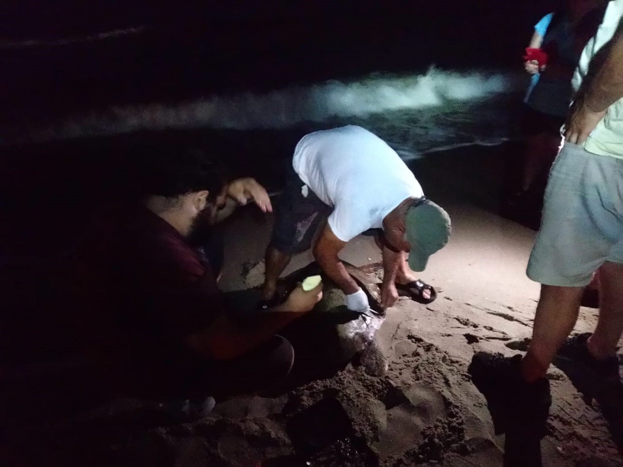 Kuşadası’nda sahilde caretta caretta türü deniz kaplumbağası ölü olarak bulundu