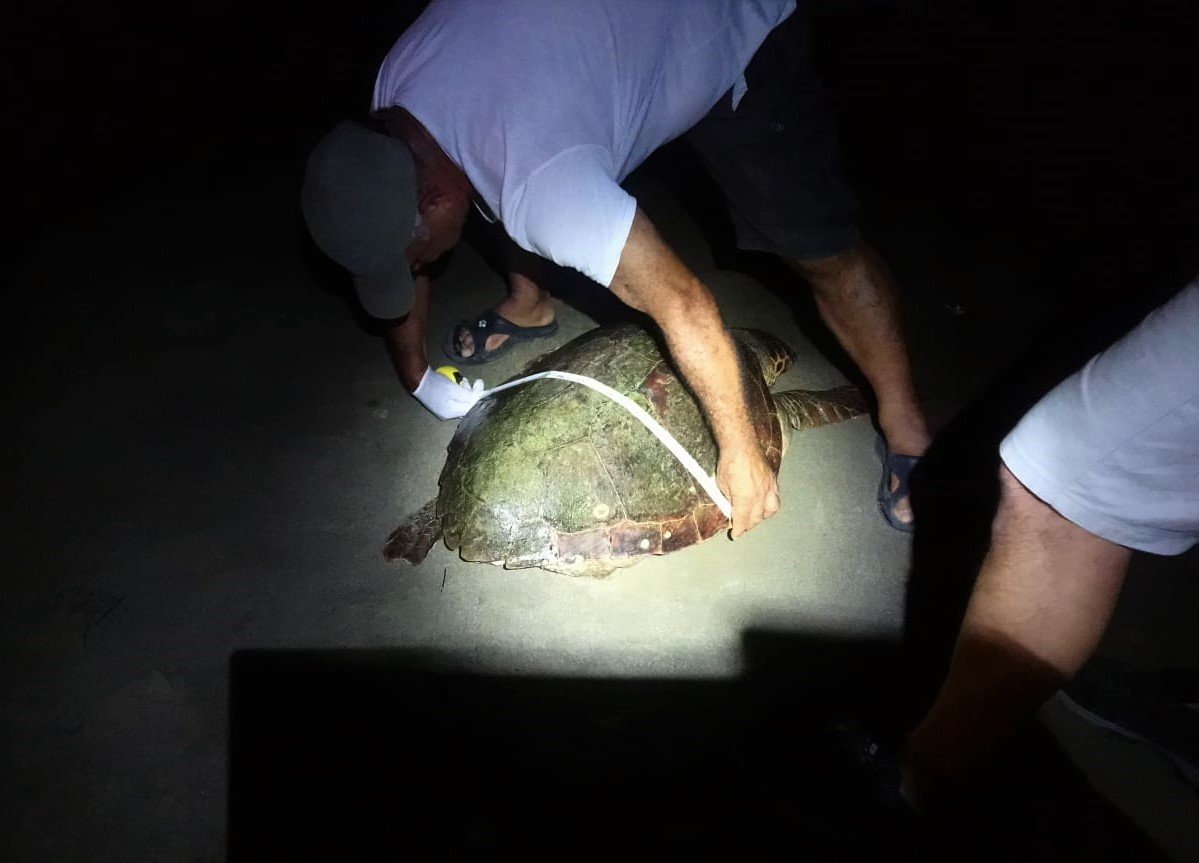 Kuşadası’nda sahilde caretta caretta türü deniz kaplumbağası ölü olarak bulundu
